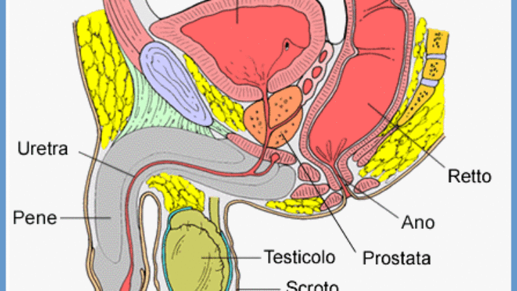 Anatomia della prostata